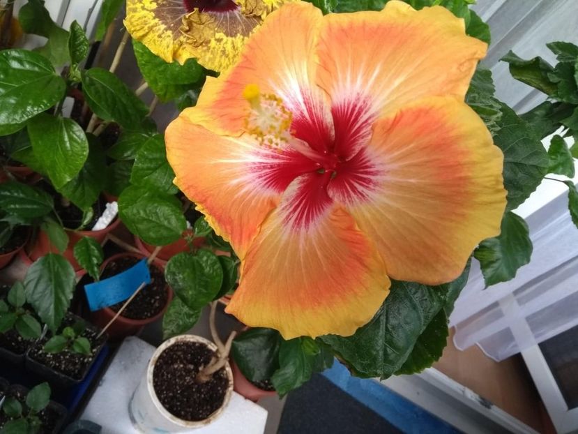  - Tahitian Arcturus Queen