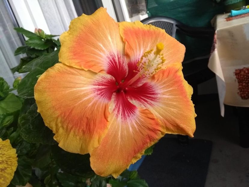  - Tahitian Arcturus Queen