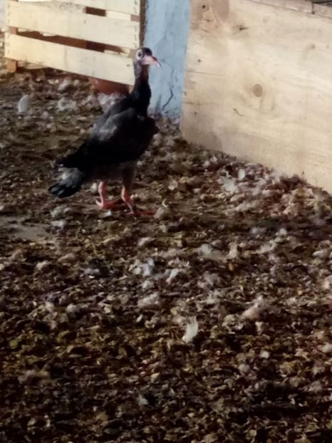  - 9 PIU DE Carieri 2018