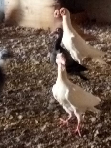  - 9 PIU DE Carieri 2018