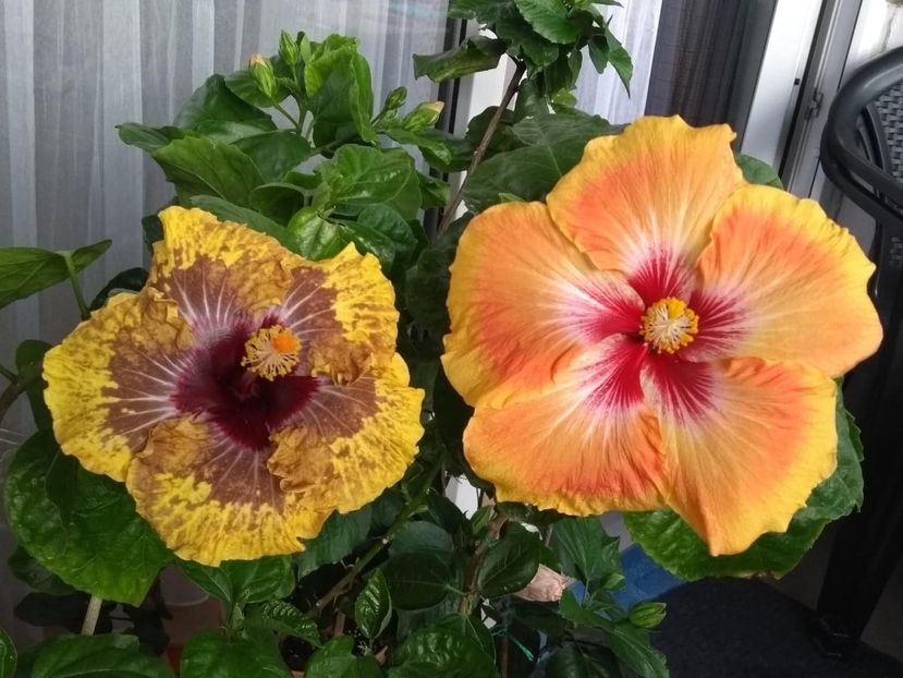  - 04Hibiscus