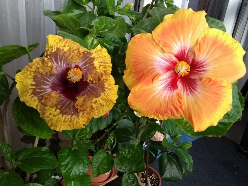  - 04Hibiscus