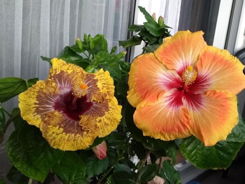 - 04Hibiscus