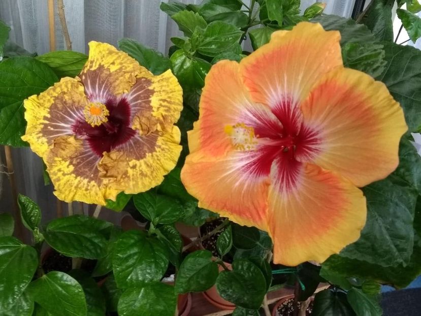  - 04Hibiscus