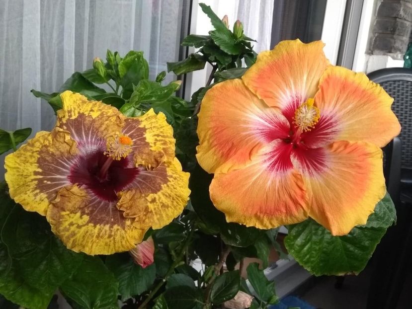  - 04Hibiscus