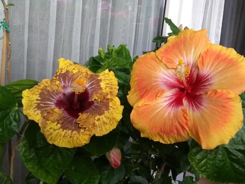 - 04Hibiscus