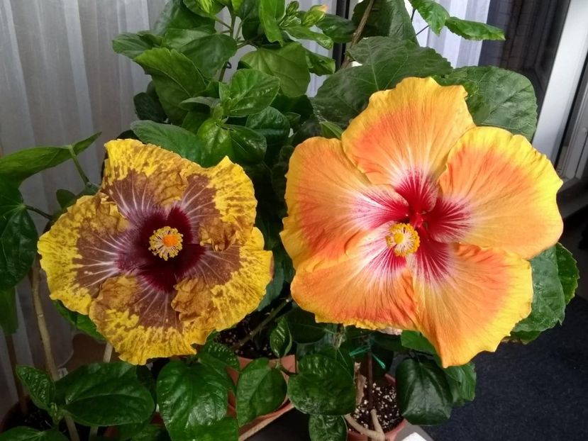  - 04Hibiscus