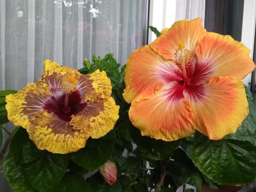  - 04Hibiscus