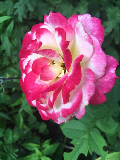 2AB1CE14-EA3C-46FC-AA66-2E312ACA2607 - Trandafiri 2018 ll