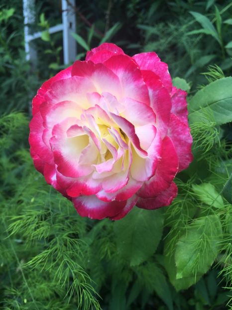 B7225E3D-5FBE-451B-A701-A143C48EB444 - Trandafiri 2018 ll