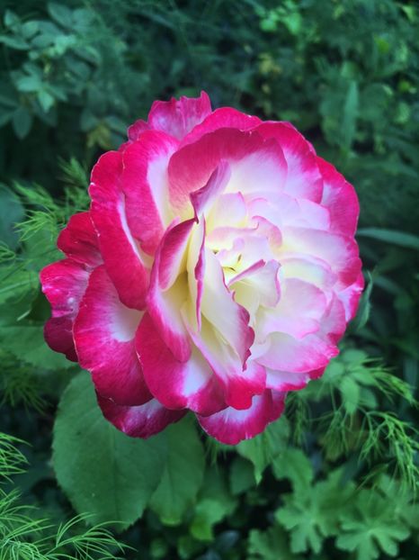 FD5CA73C-C7B9-410F-A921-41CB10AD6615 - Trandafiri 2018 ll