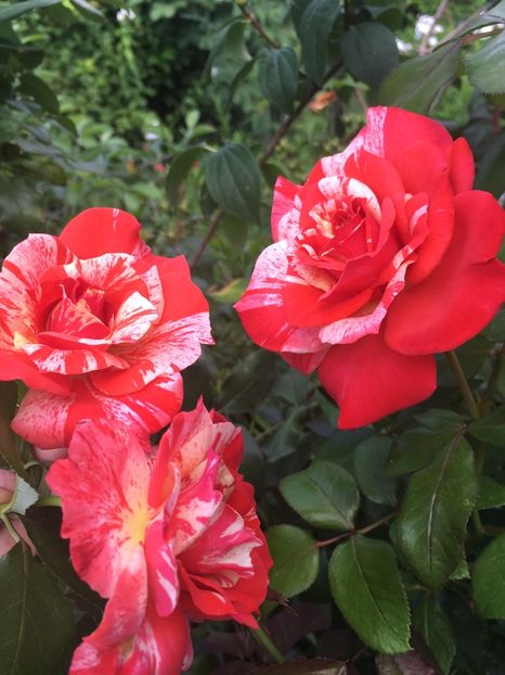 philatelie - Trandafiri 2018 ll