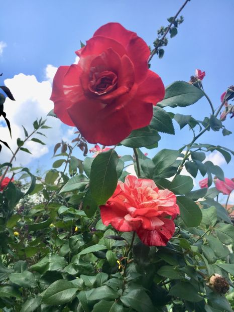 674AB6D5-3C37-49DB-AB2F-304EA58F57F1 - Trandafiri 2018 ll