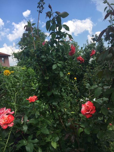 4EEAF14D-DCBE-43CF-9B1A-3A71BBEA7B05 - Trandafiri 2018 ll