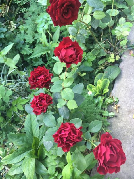 Limar și Schwartz madonna - Trandafiri 2018 ll