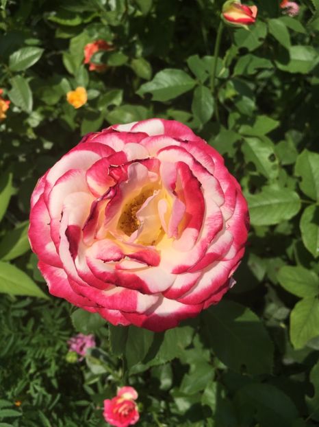 DD - Trandafiri 2018 ll