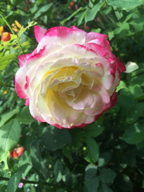 DD - Trandafiri 2018 ll