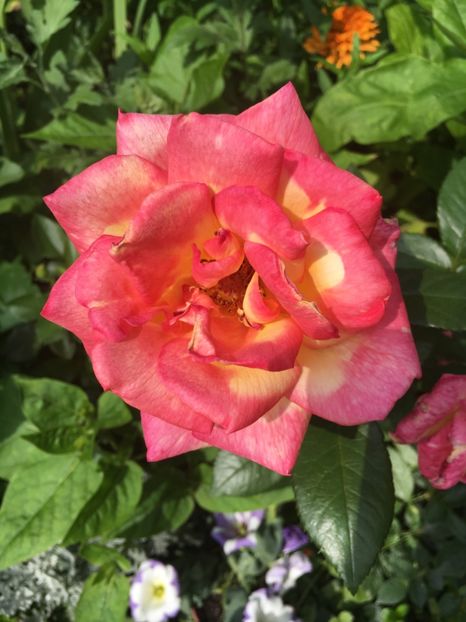 sheilas - Trandafiri 2018 ll