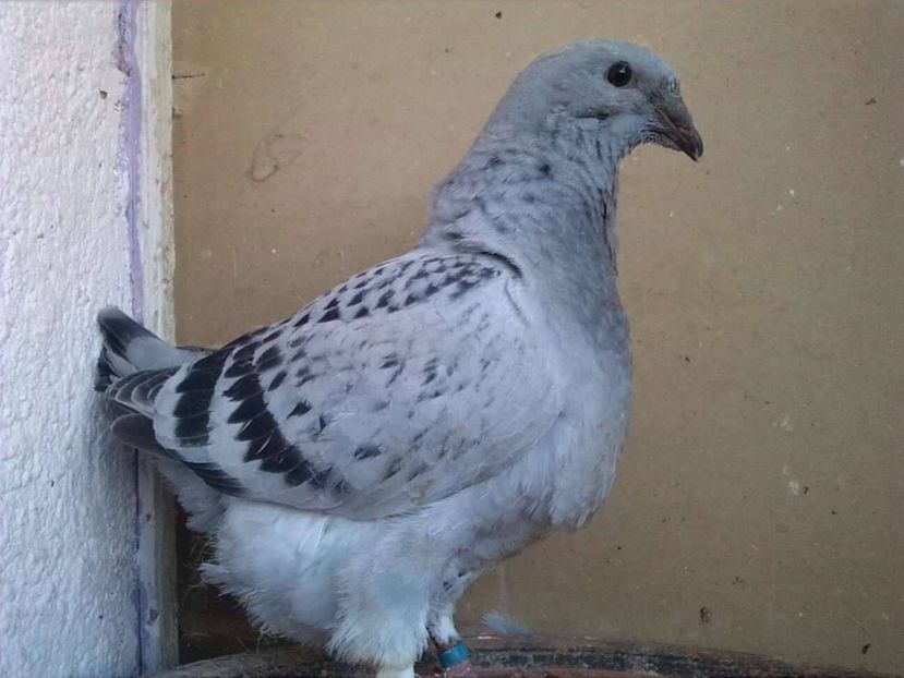 REGINA F 2018 - PUI 2018 produsi in LA FABRICA