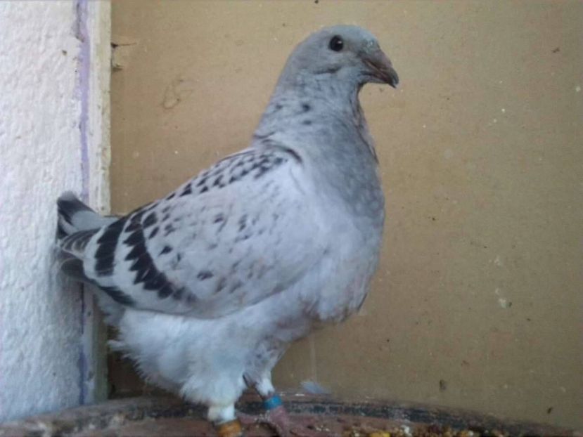 REGINA (MARCA PADUREANCA) - PUI 2018 produsi in LA FABRICA