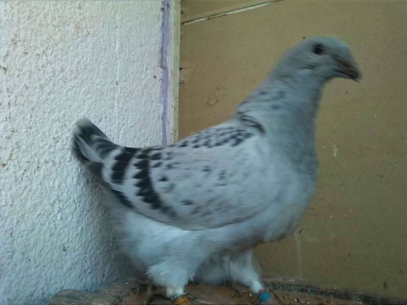  - PUI 2018 produsi in LA FABRICA