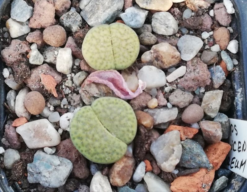  - Lithops