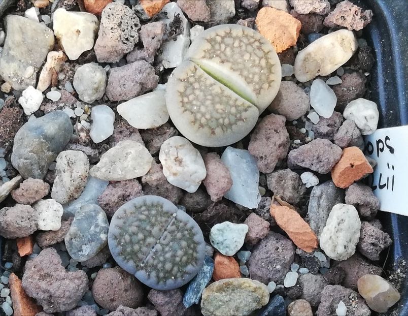  - Lithops
