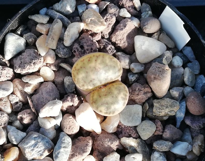  - Lithops