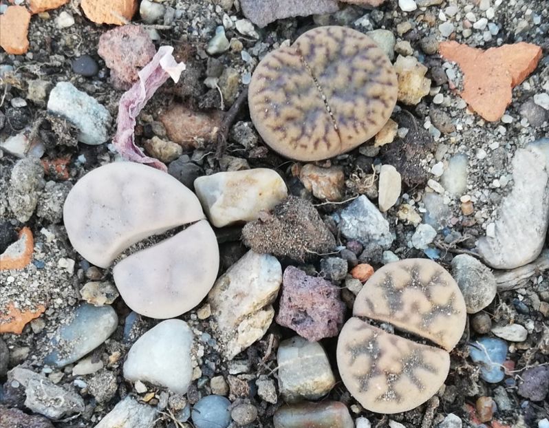  - Lithops