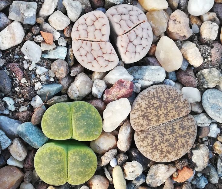  - Lithops