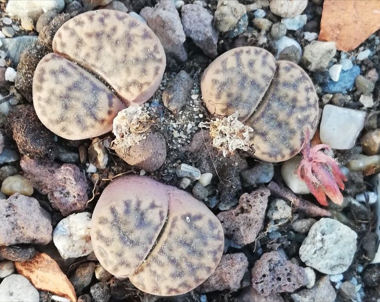  - Lithops