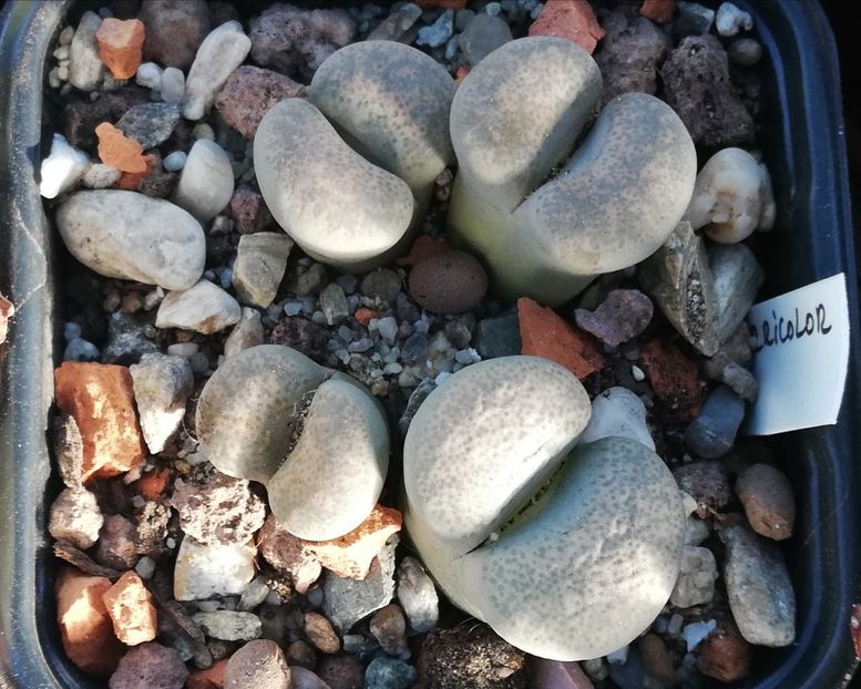  - Lithops