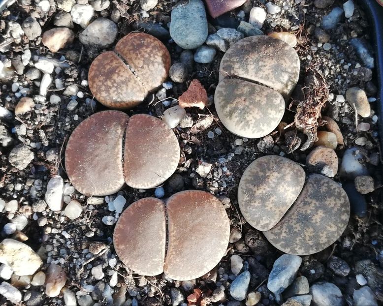  - Lithops