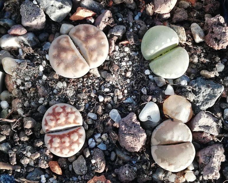  - Lithops