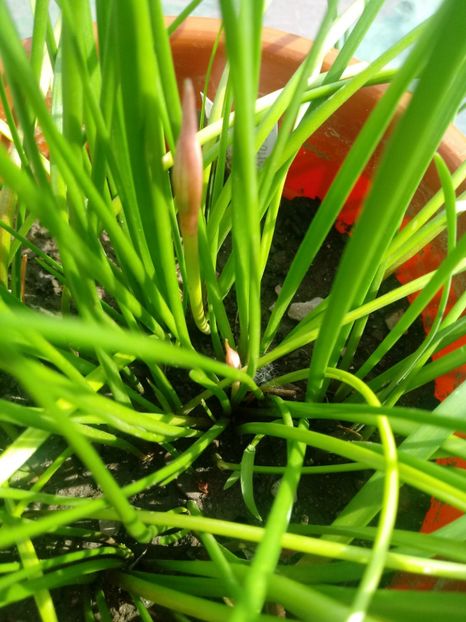 Zephyranthes- noi boboci - Diverse flori