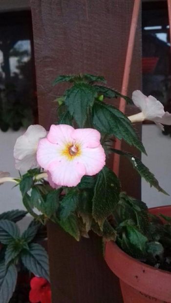  - Rozi Roza 1 nataliadinca