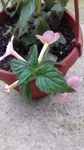  - Rozi Roza 1 nataliadinca