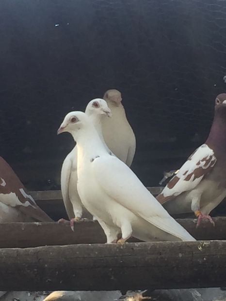  - Voiajori albi sport