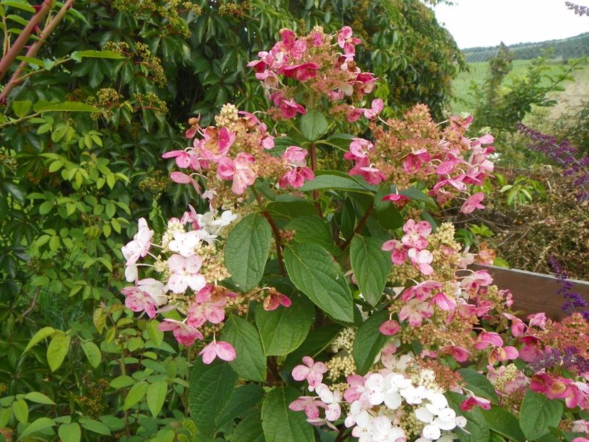 hydrangea paniculata Early Sensation - Dobarland 2018 3