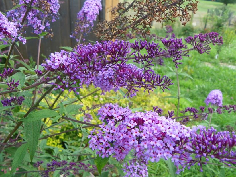 buddleja Empire Blue - Dobarland 2018 3