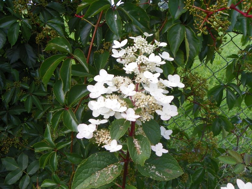 hydrangea paniculata Wim's Red - Dobarland 2018 3