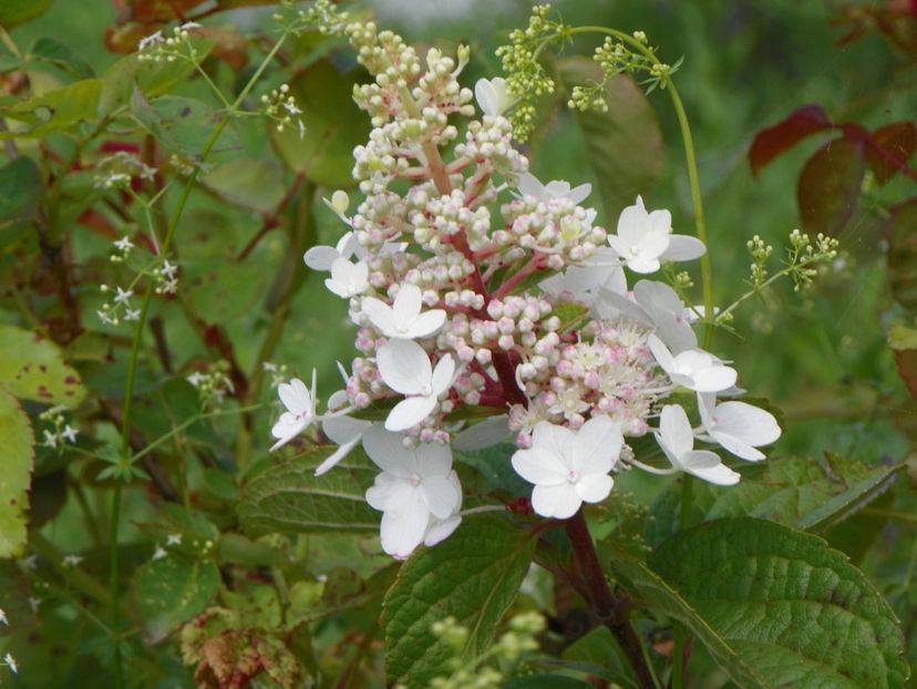 hydrangea paniculata Pinky Winky - Dobarland 2018 3