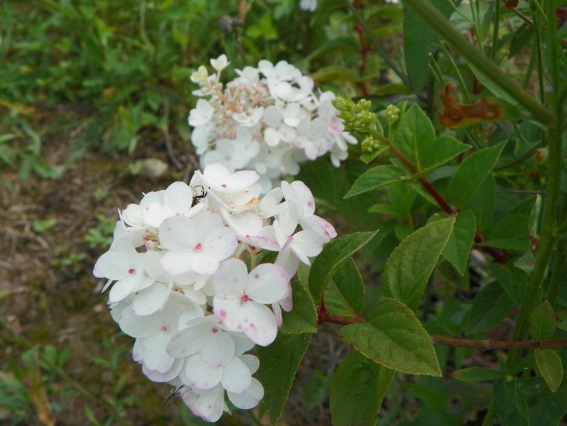 hydrangea paniculata Polar Bear - Dobarland 2018 3
