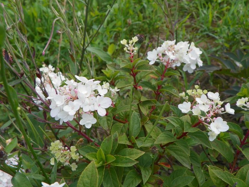 hydrangea paniculata Polar Bear - Dobarland 2018 3