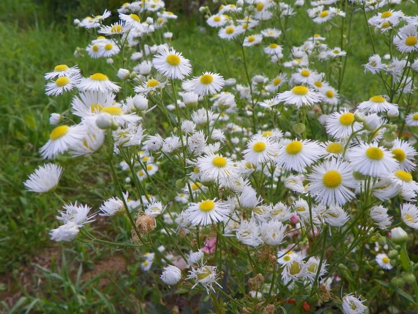 erigeron annuus - Dobarland 2018 3