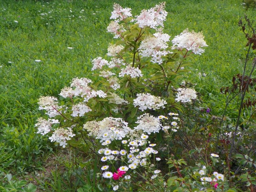 hydrangea paniculata Phantom - Dobarland 2018 3
