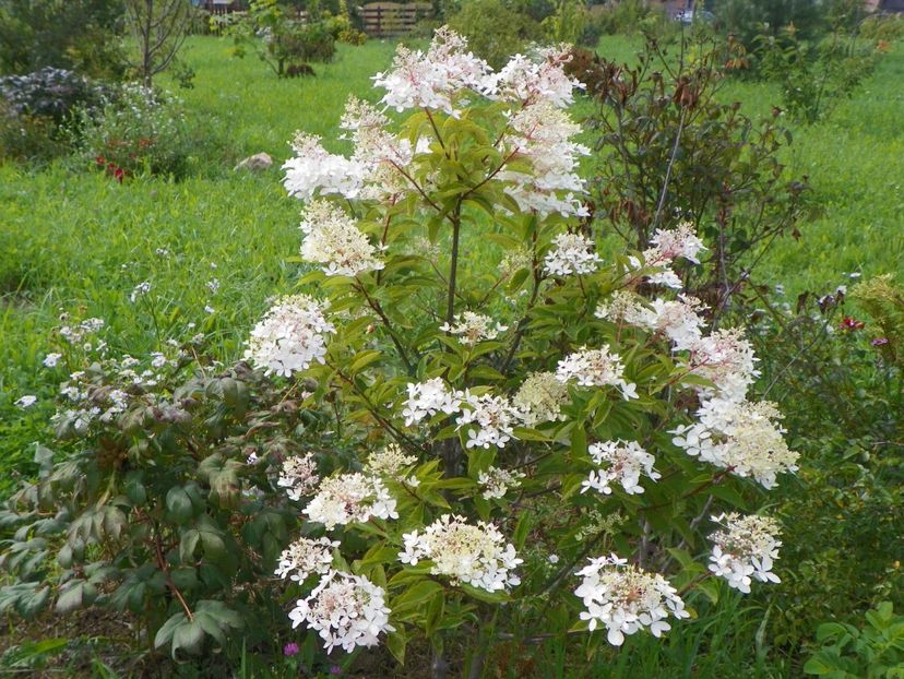 hydrangea paniculata Phantom - Dobarland 2018 3