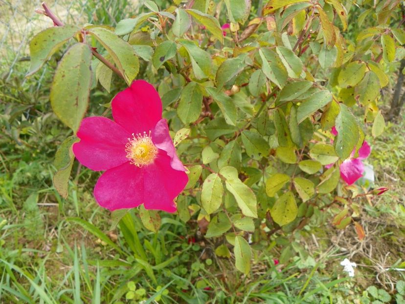 Rose of Picardy - Trandafiri 2018 3