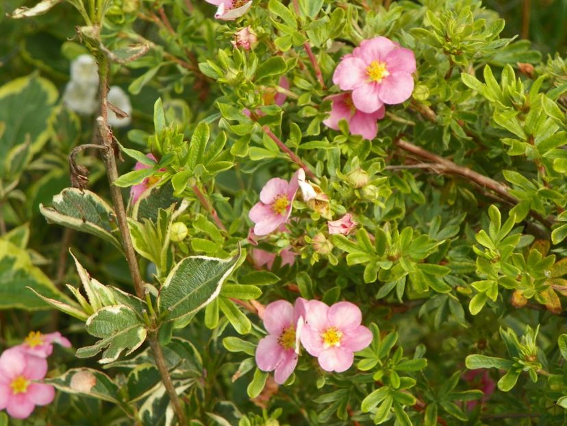 potentilla fruticosa Princess - Dobarland 2018 3