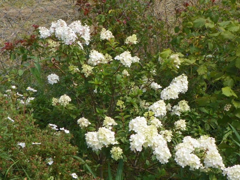 hydrangea paniculata Sundae Fraise - Dobarland 2018 3
